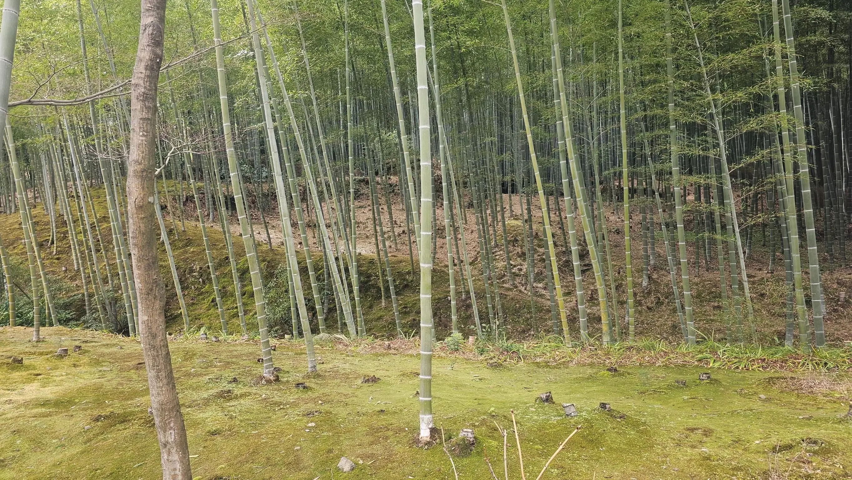 大隘部落山林與竹林場域